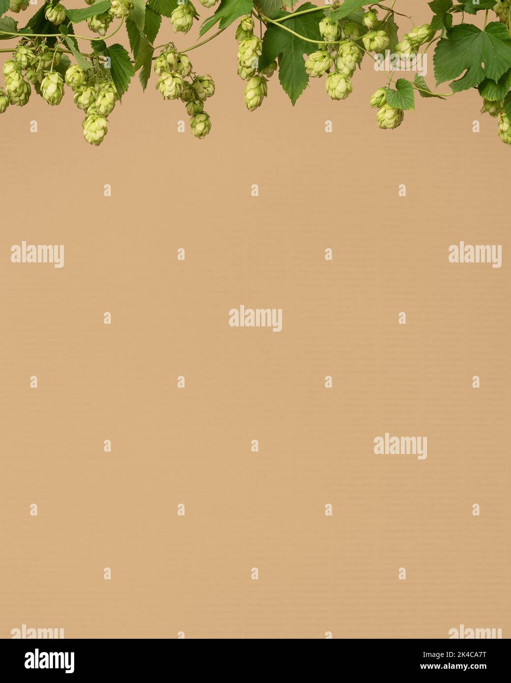 Hintergrund mit Hop-Rahmen und Kopierraum Stockfoto