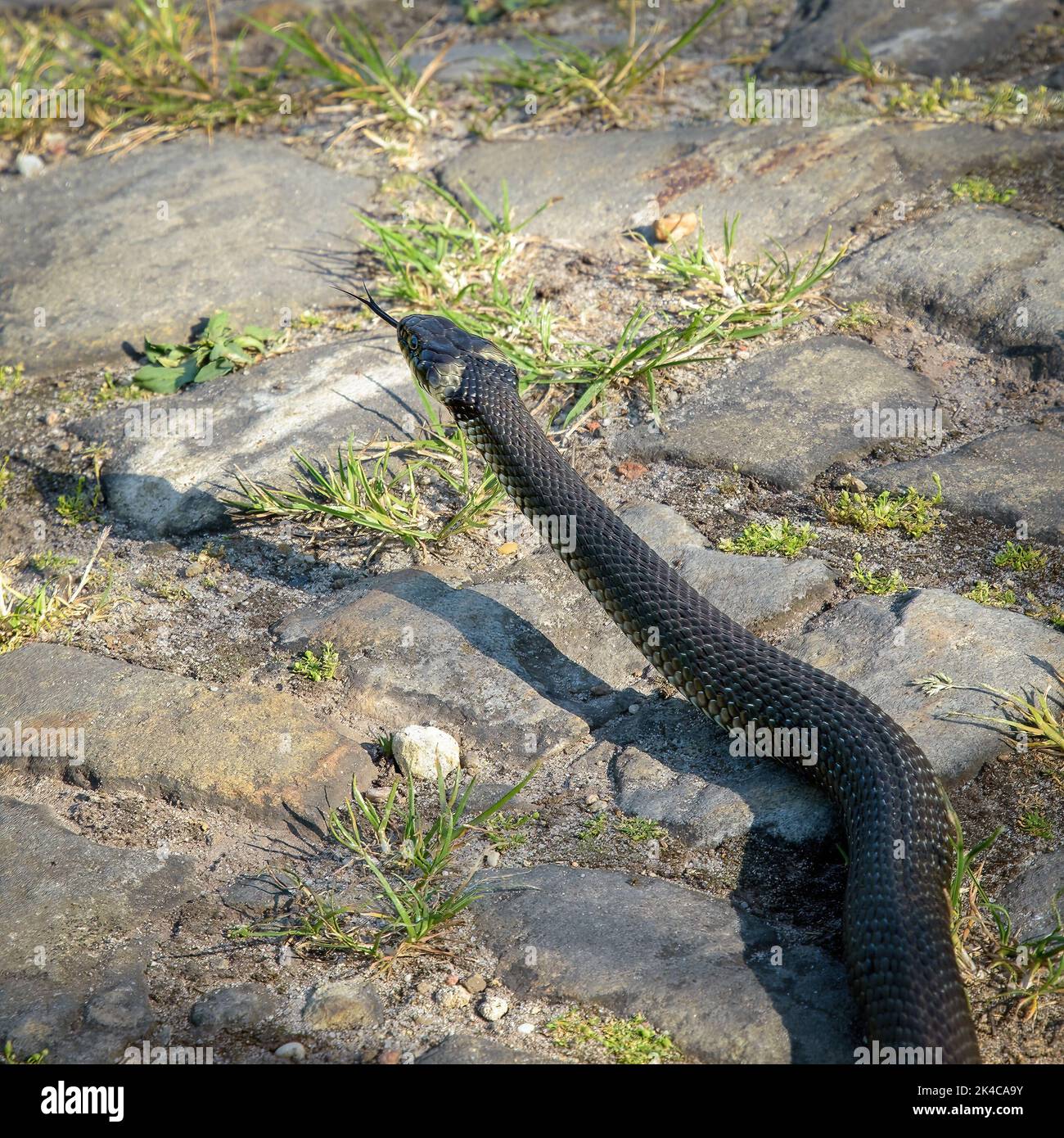 Nahaufnahme einer Schlange mit einer langen Zunge auf einem Felsen Stockfoto