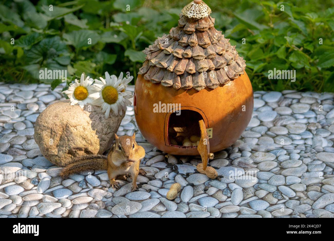 Das kleine Feenhaus ist voll von Erdnüssen und Sonnenblumenkernen und einem niedlichen kleinen Chipmunk Stockfoto