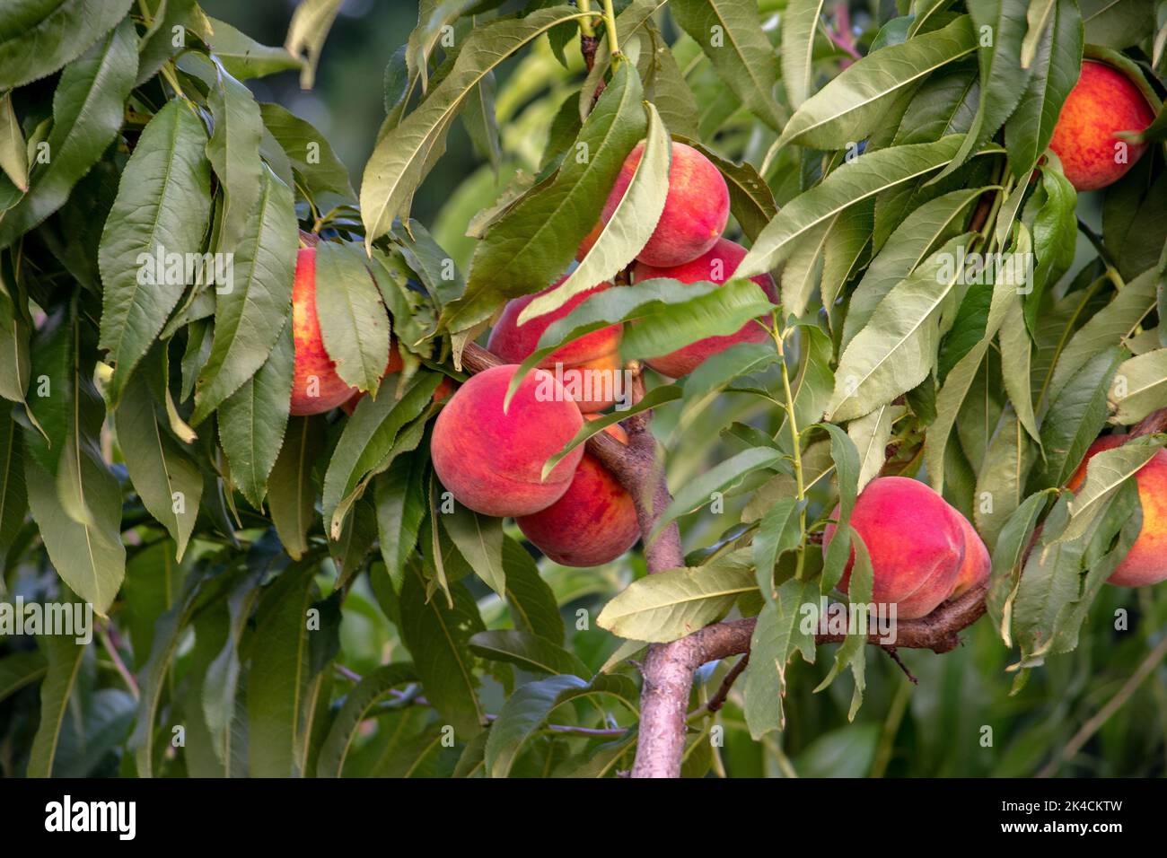Schöne Michigan Pfirsiche wachsen auf Bäumen in diesem großen Obstgarten Stockfoto