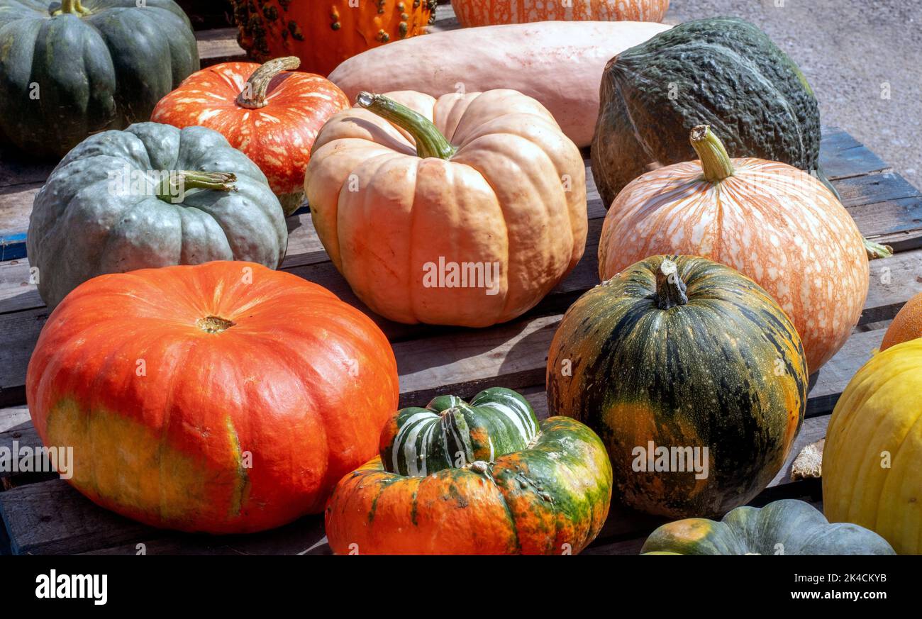 Interessante Sammlung von Kürbissen und Kürbissen für Herbst dekorieren und kochen Stockfoto