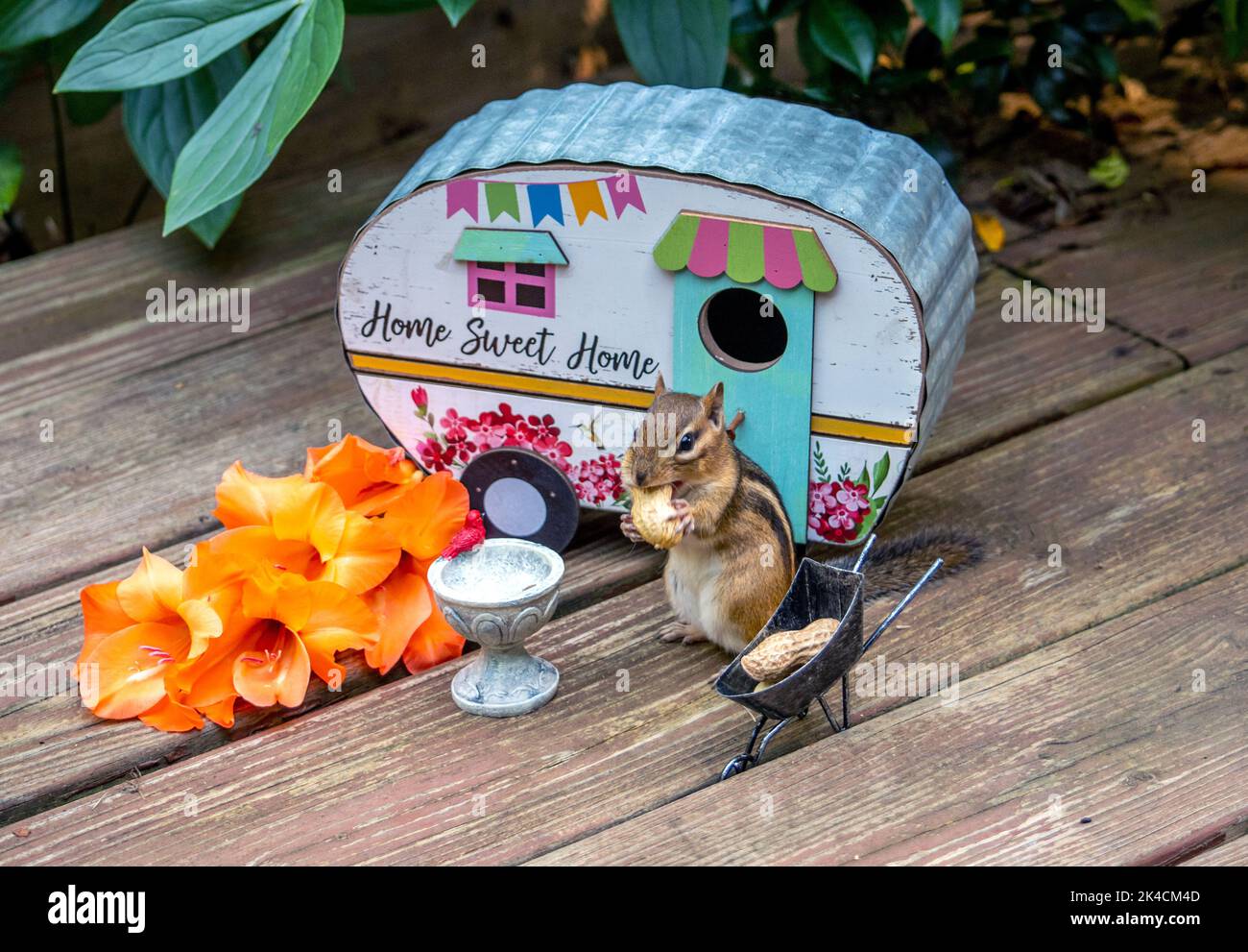 Kleine Streifenhörnchen Nagetiere knabbern auf einer Erdnuss, auf einem skurrilen Campingplatz zu Hause Stockfoto