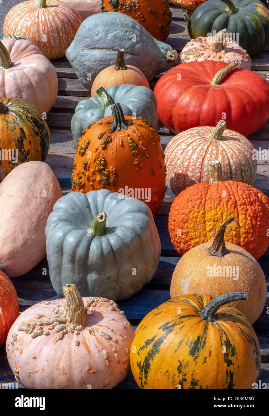 Reihen von Kürbissen und Kürbissen in verschiedenen Formen und Farben, Rest von Paletten auf diesem Bauernmarkt Stockfoto