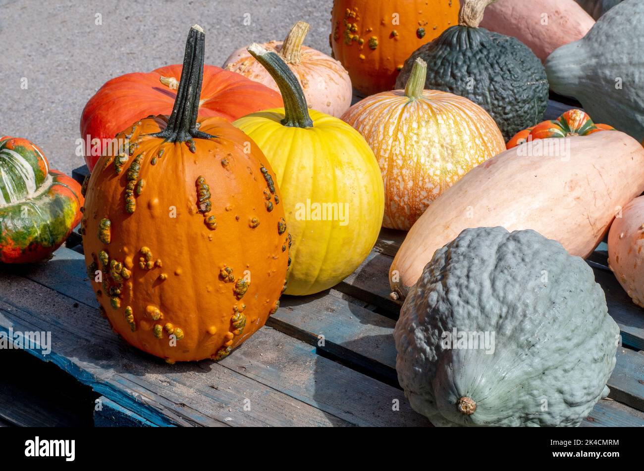 Lustige Auswahl an ungewöhnlichen Kürbissen und Kürbissen für die Herbstdekoration während Danksagungen und halloween Stockfoto