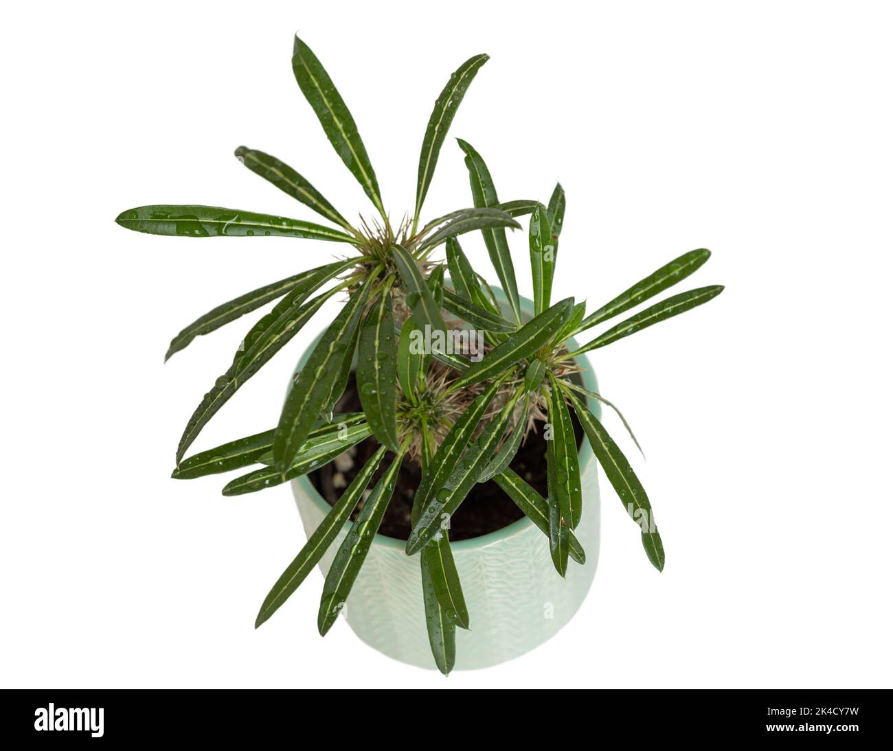 Pachypodium Dreikopf-Palme in einem dekorativen Keramiktopf auf weißem, isoliertem Hintergrund Stockfoto