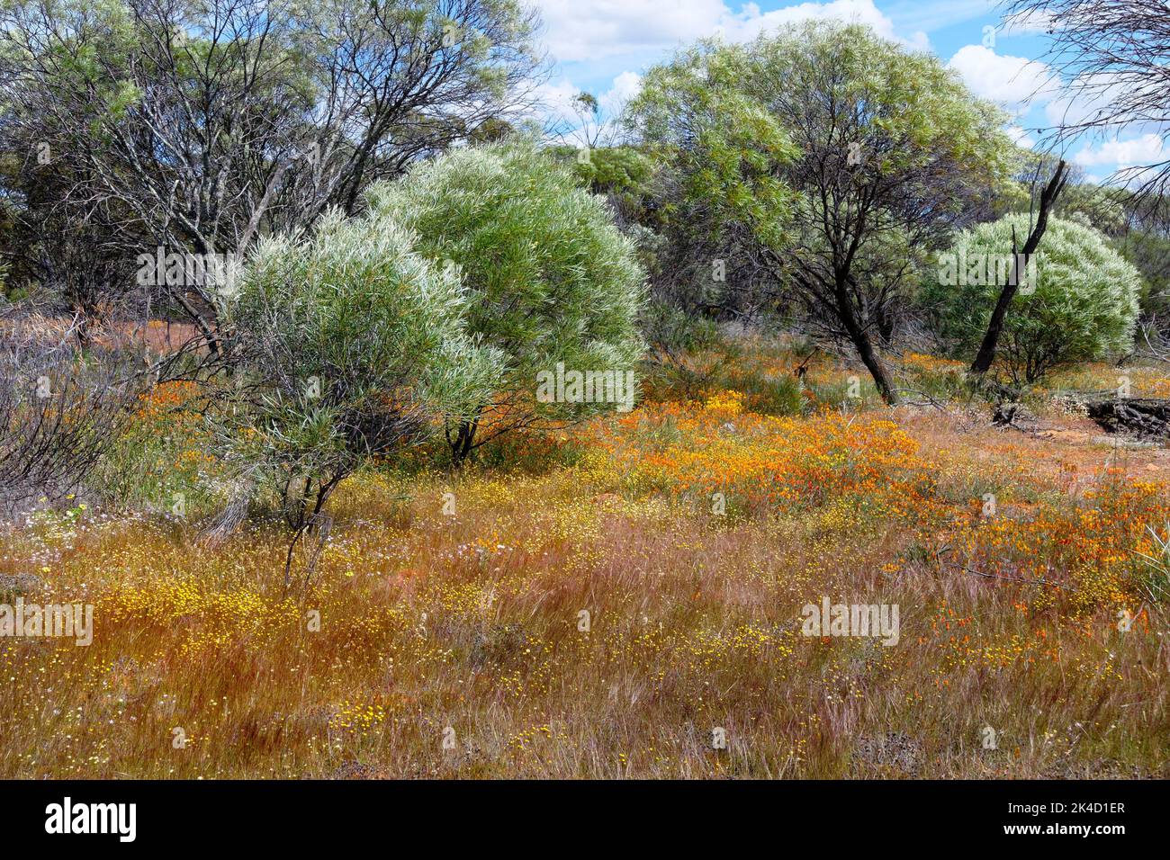 Australischer Busch während der Wildblumensaison, Victoria Plains, Westaustralien Stockfoto