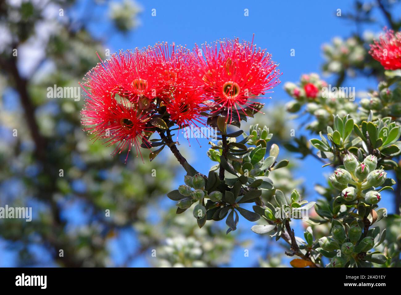 Rote blühende Eukalyptusblume (Corymbia), Westaustralien Stockfoto
