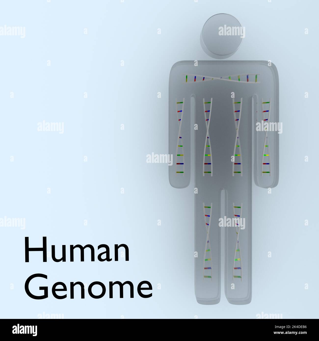 3D Illustration von symbolischen DNA-Doppelhelixen in einem menschlichen Körper Stockfoto