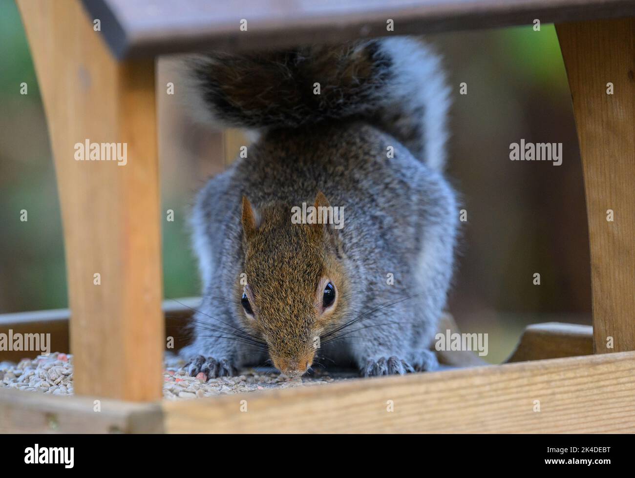 Graues Eichhörnchen, Sciurus carolinensis, Fütterung im Winter am Futterhäuschen. Dorset. Stockfoto