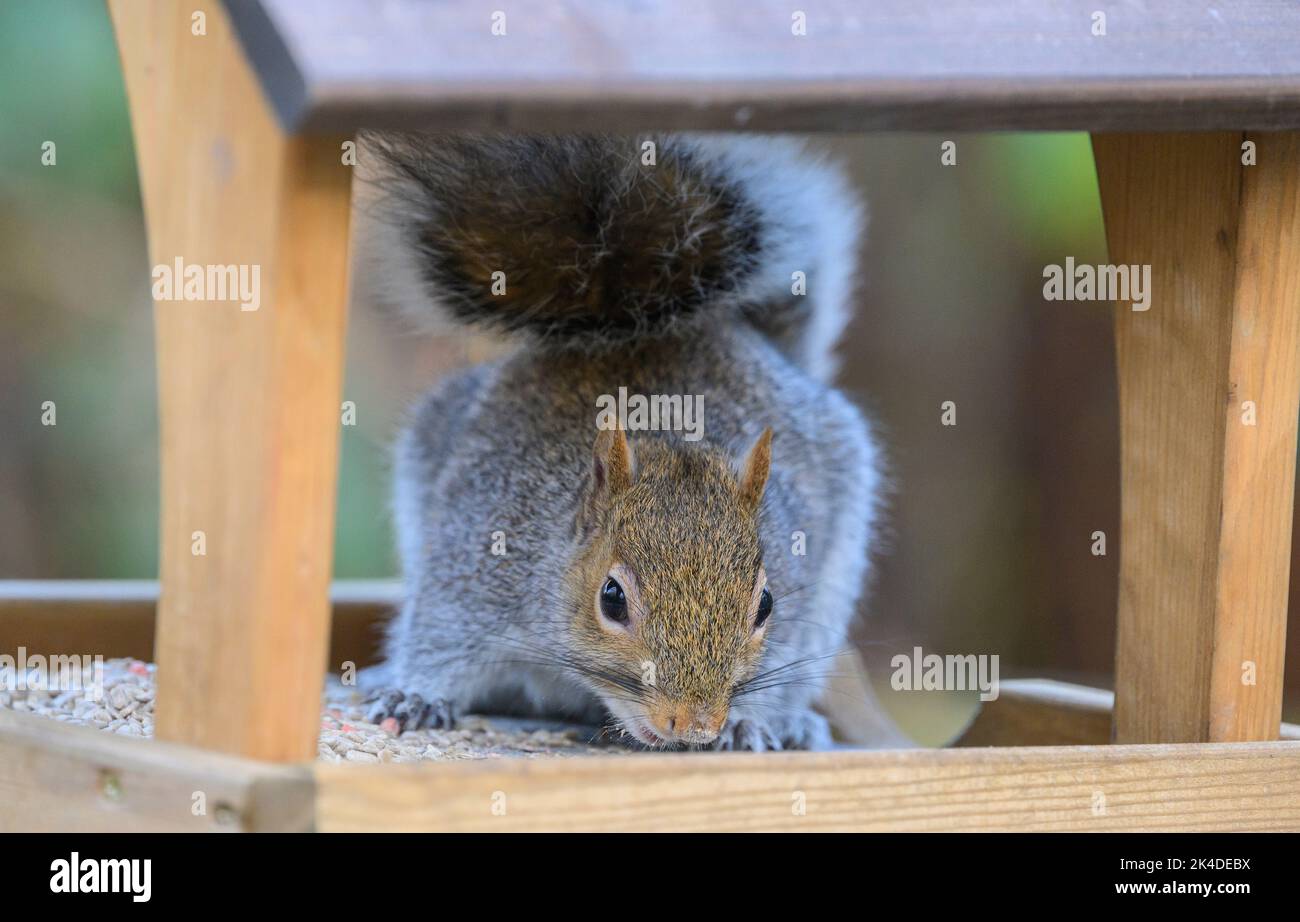 Graues Eichhörnchen, Sciurus carolinensis, Fütterung im Winter am Futterhäuschen. Dorset. Stockfoto