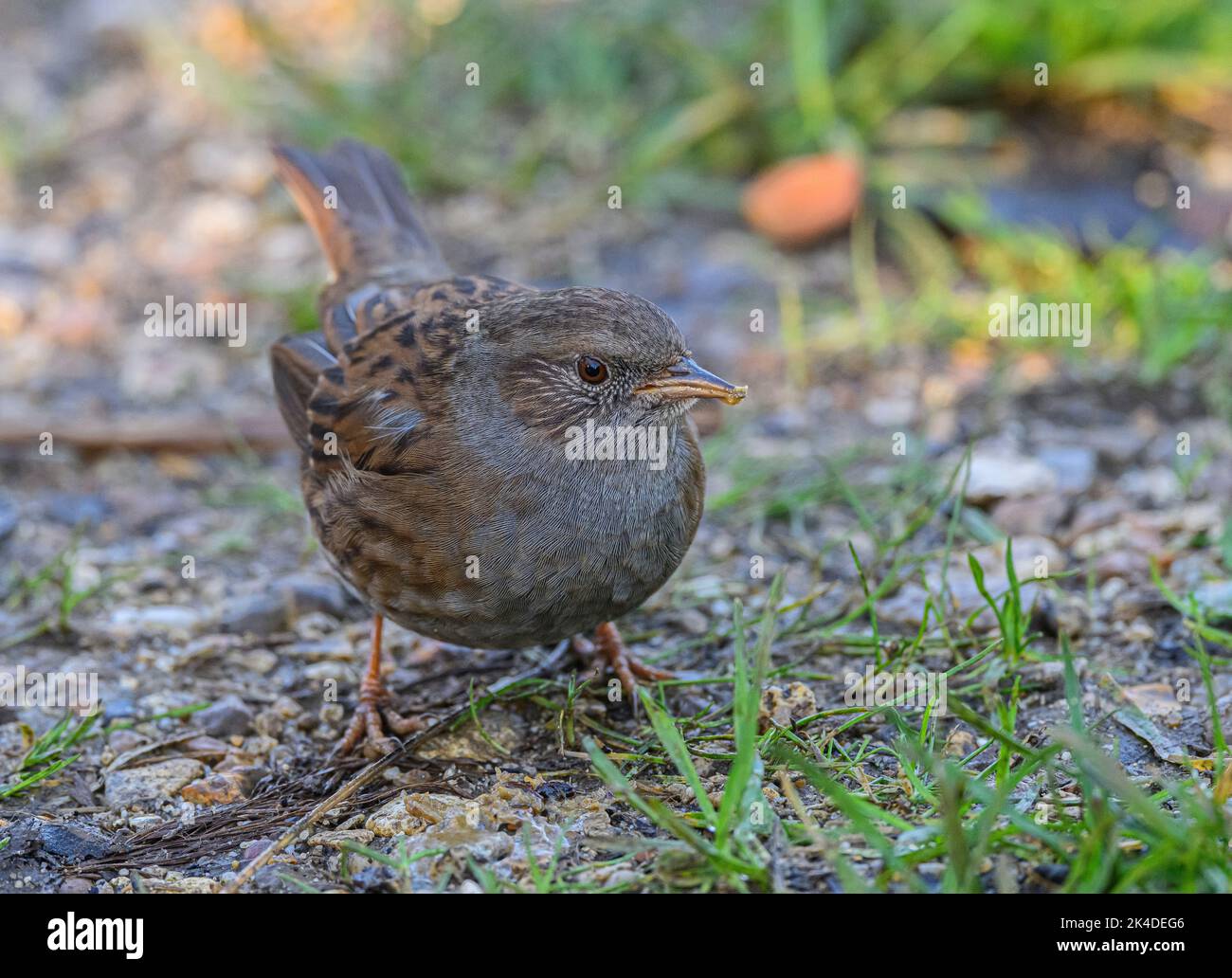 Dunnock, Prunella modularis, Fütterung am Boden unter einem Futterhäuschen. Stockfoto