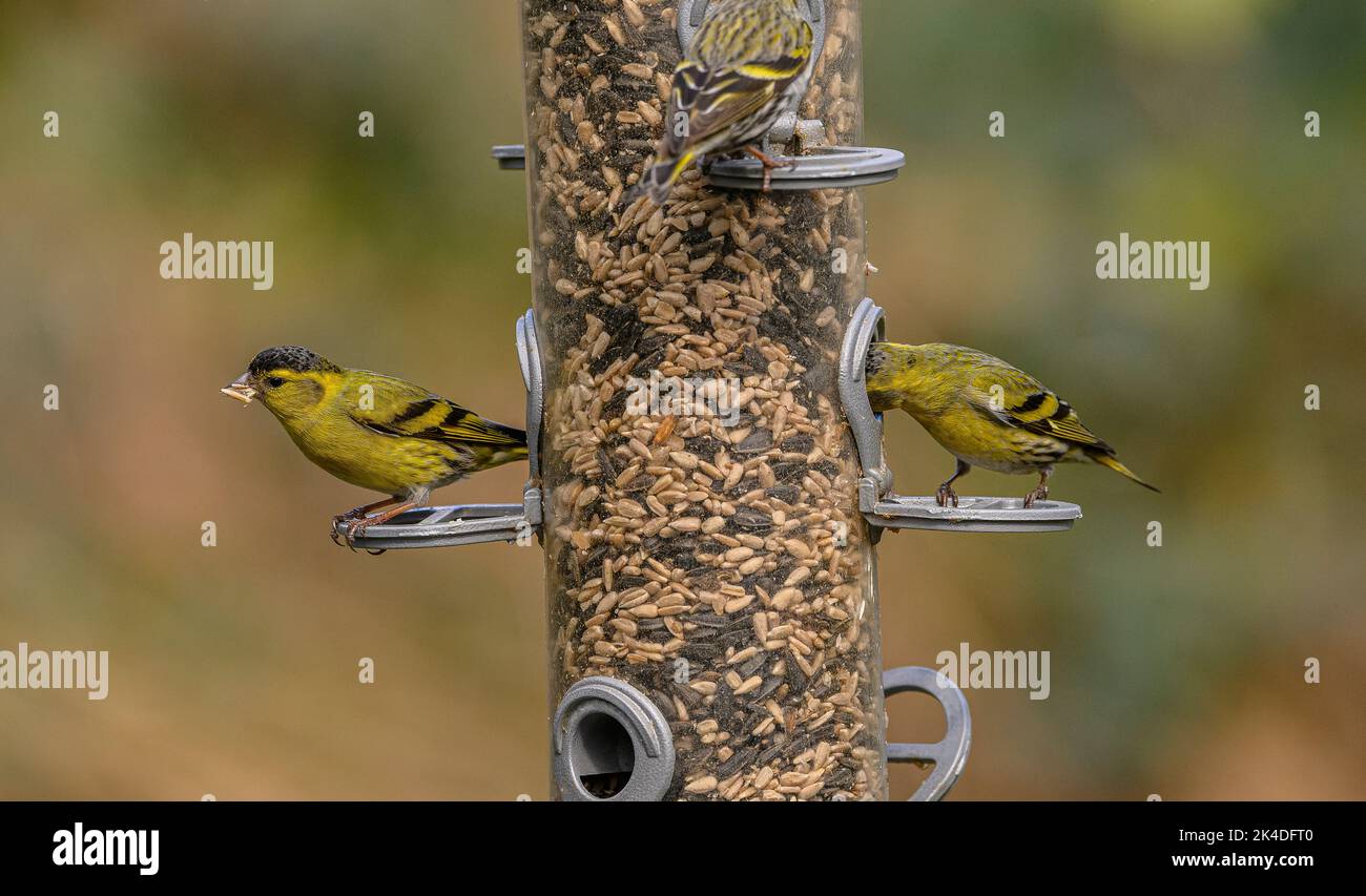 Waldvogelfutterhäuschen für Finken, mit Fütterung von Siskins. Blashford Lakes, Hampshire. Stockfoto