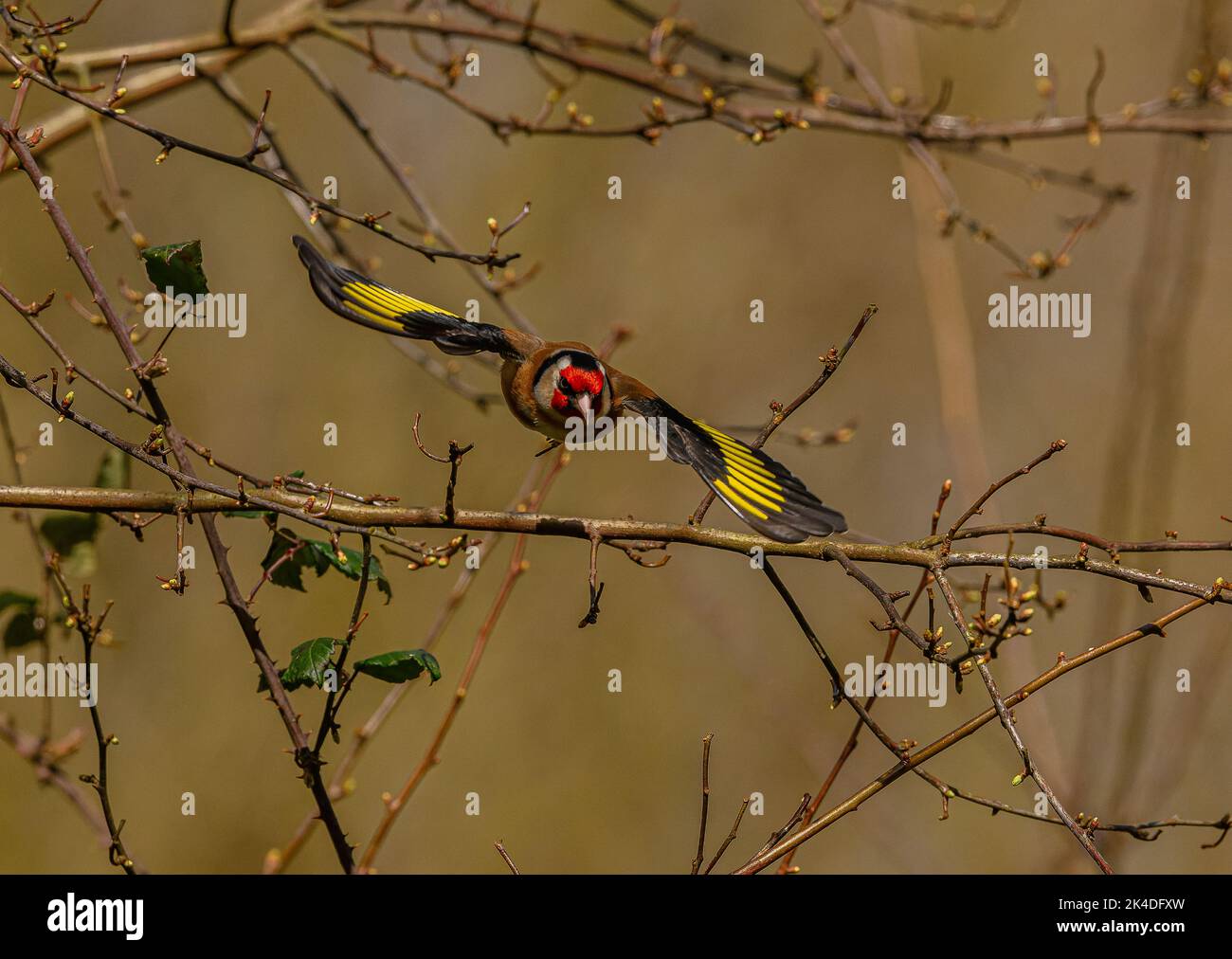 Goldfink, Carduelis carduelis, im Flug im Wald. Stockfoto