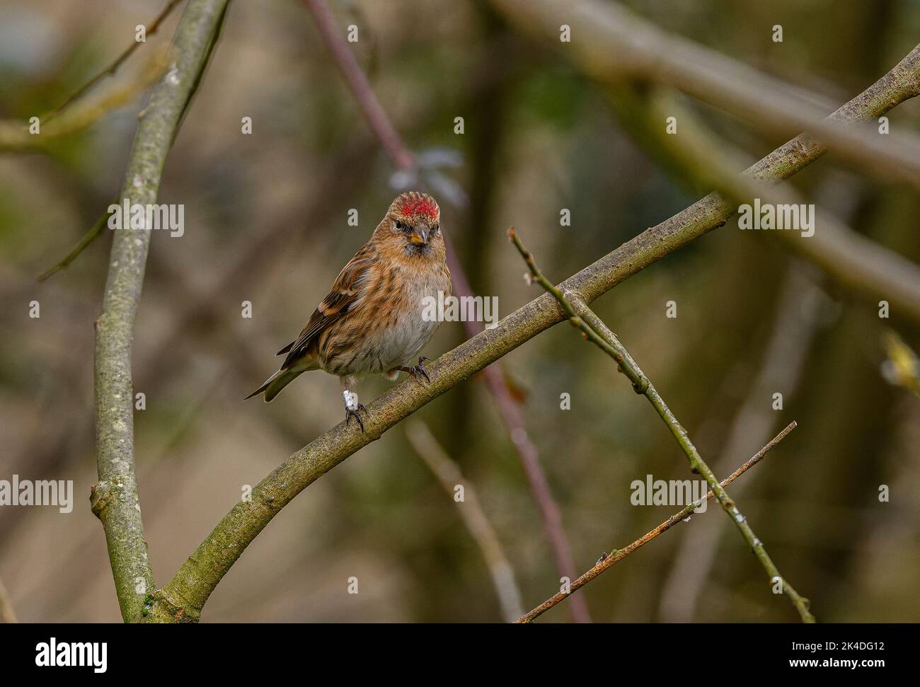 Kleiner Rotkelller, der im Baum thront, Anfang Frühjahr. Stockfoto