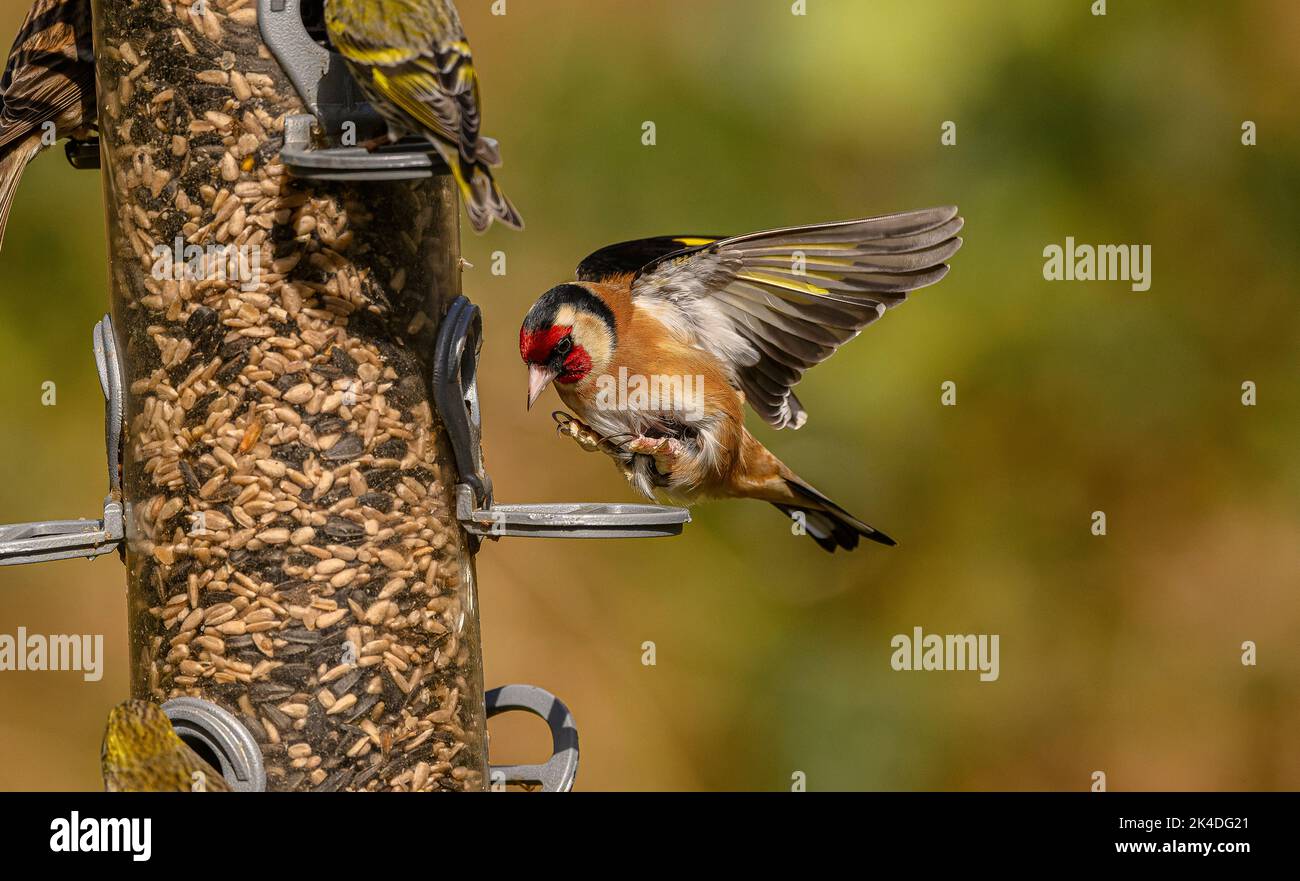 Waldvogelfutterhäuschen für Finken, mit Fütterung von Goldfinken und Siskins. Blashford Lakes, Hampshire. Stockfoto
