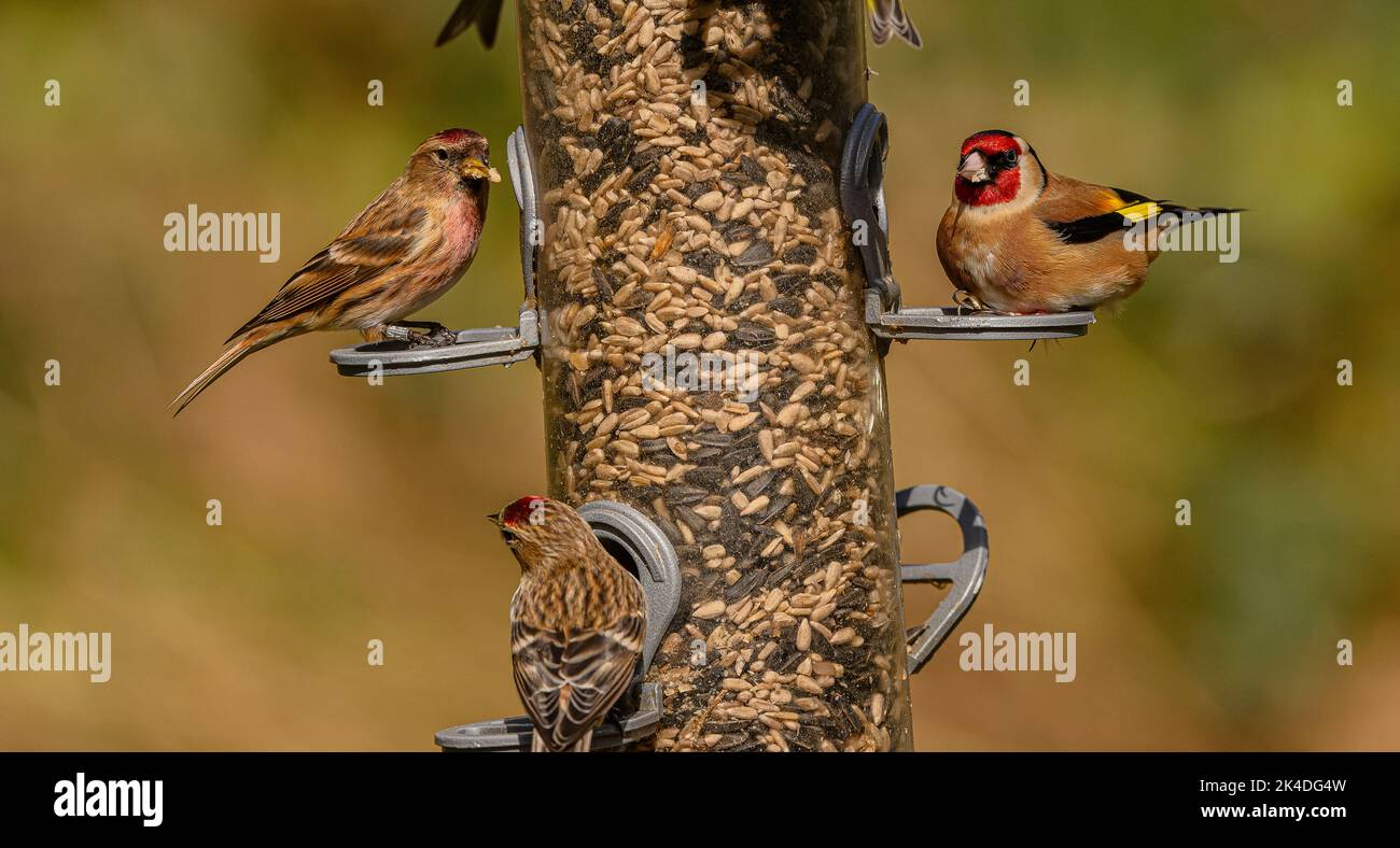 Waldvogelfutterhäuschen für Finken, mit Fütterung von Goldfinken und kleinen Rotkehlchen. Blashford Lakes, Hampshire. Stockfoto