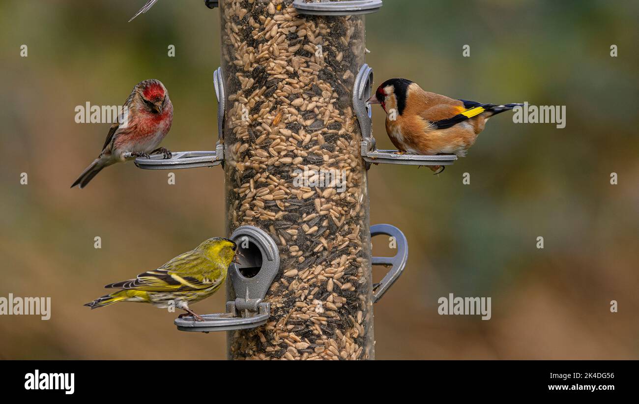 Waldvogelfutterhäuschen für Finken, mit Fütterung von Goldfinken, Siskins und kleinen Rotkehlchen. Blashford Lakes, Hampshire. Stockfoto