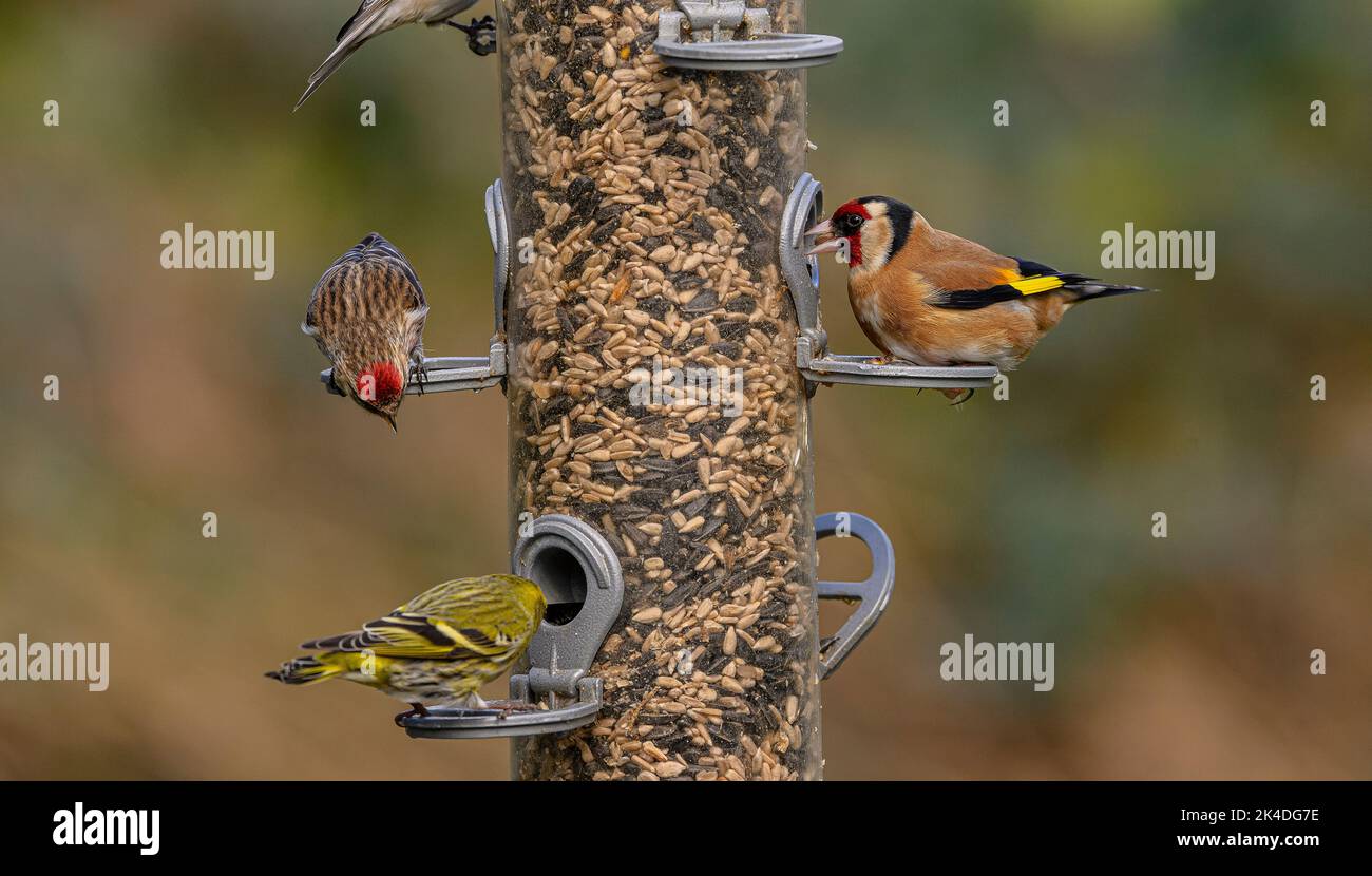 Waldvogelfutterhäuschen für Finken, mit Fütterung von Goldfinken, Siskins und kleinen Rotkehlchen. Blashford Lakes, Hampshire. Stockfoto