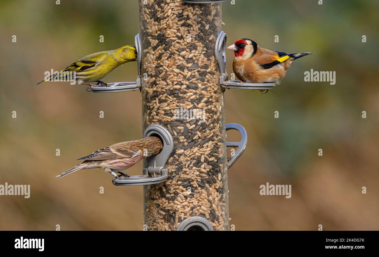 Waldvogelfutterhäuschen für Finken, mit Fütterung von Goldfinken, Siskins und kleinen Rotkehlchen. Blashford Lakes, Hampshire. Stockfoto