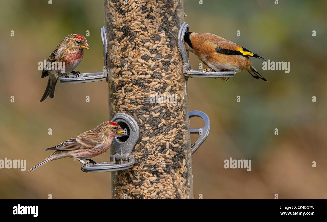 Waldvogelfutterhäuschen für Finken, mit Fütterung von Goldfinken und kleinen Rotkehlchen. Blashford Lakes, Hampshire. Stockfoto