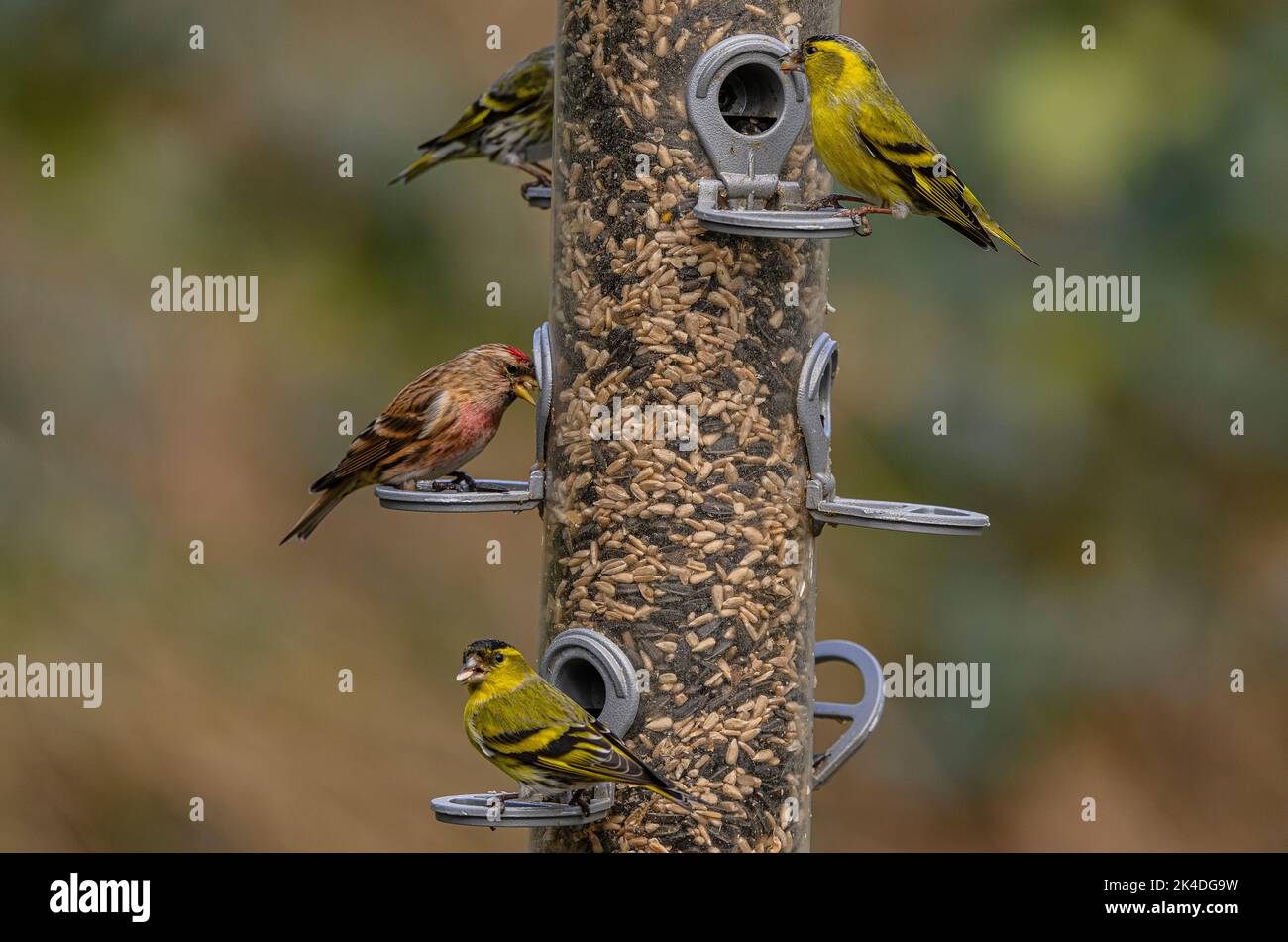 Waldvogelfutterhäuschen für Finken, mit Fütterung von Siskins und kleinen Rotkehlchen. Blashford Lakes, Hampshire. Stockfoto