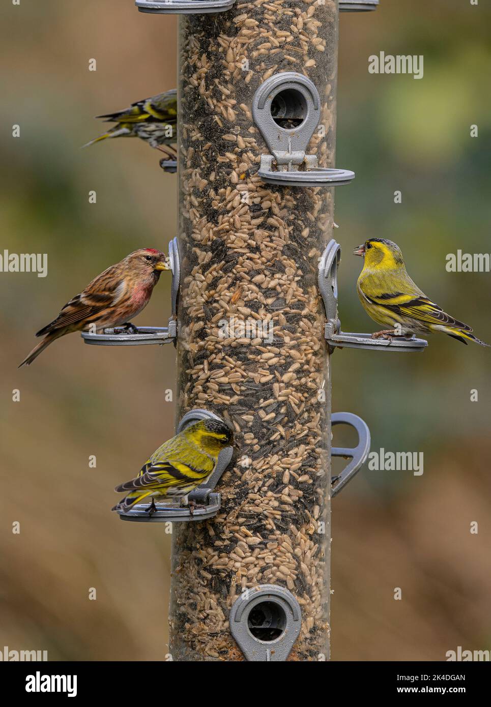 Waldvogelfutterhäuschen für Finken, mit Fütterung von Siskins und kleinen Rotkehlchen. Blashford Lakes, Hampshire. Stockfoto