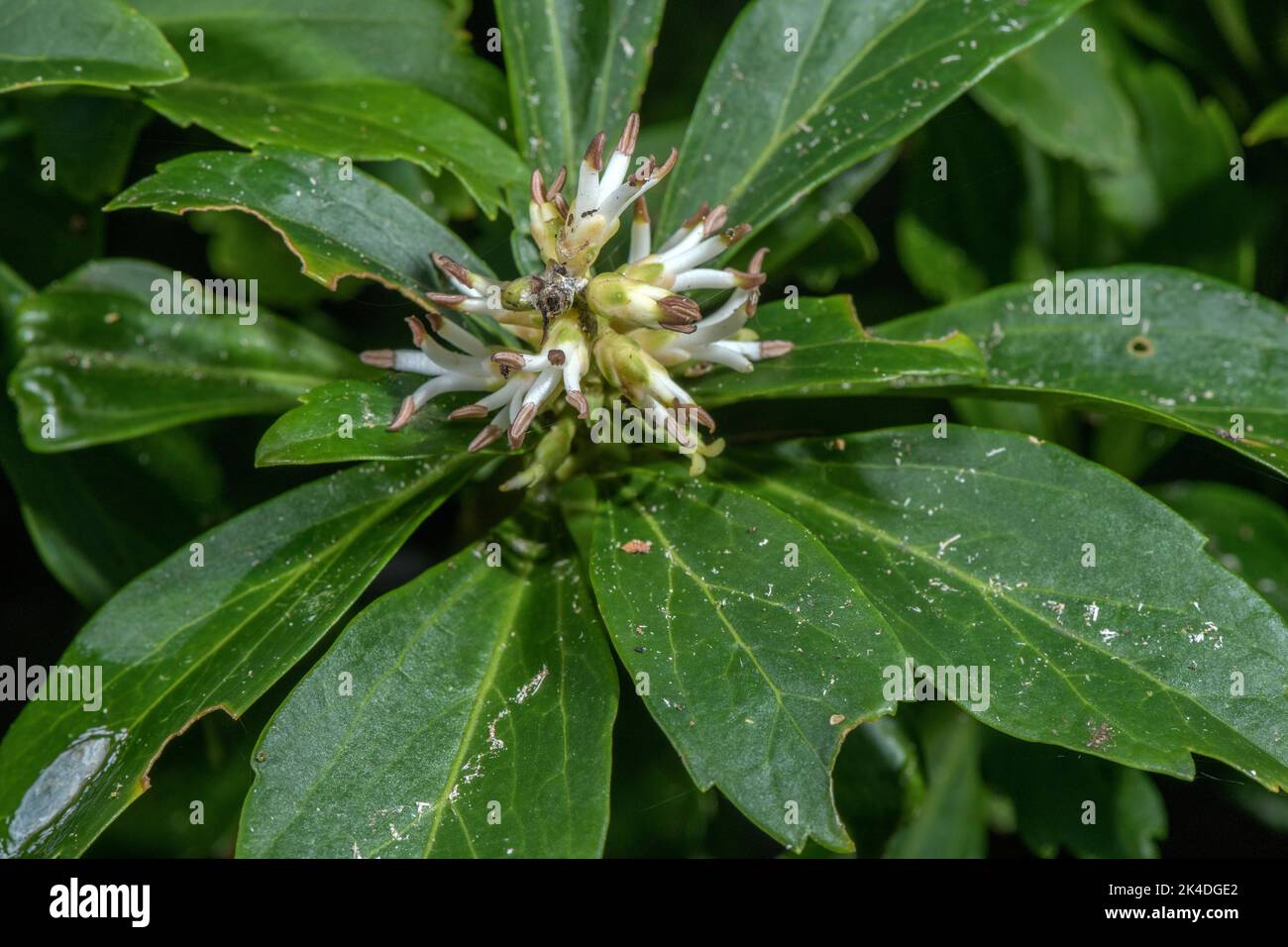 Japanische Pachysandra, Pachysandra terminalis, in Blüte. Weit verbreitet als Gartenbodenabdeckung verwendet. Aus Ostasien. Stockfoto
