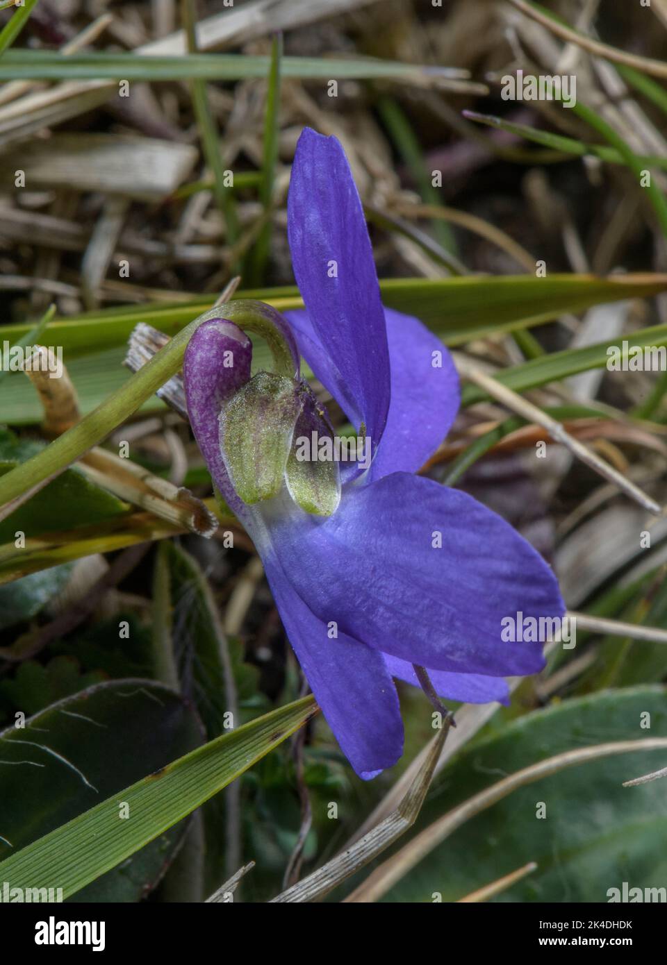 Hairy Violet, Viola hirta in Blüte, mit stumpfen Sepalen. Stockfoto