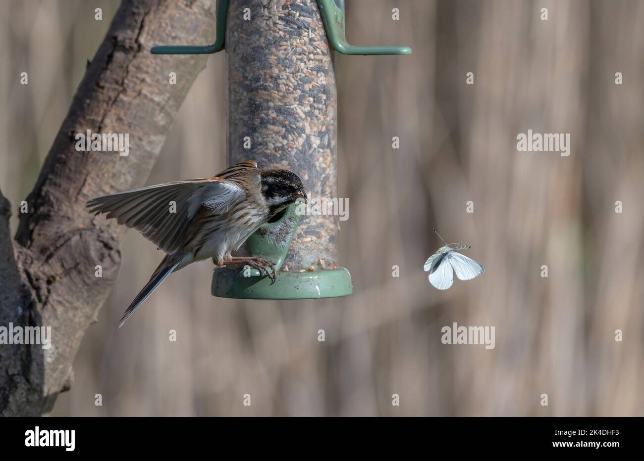 Schilfbunker, Emberiza schoeniclus, am Vogelfutterhäuschen, Schmetterling beobachten; im Frühling. Stockfoto
