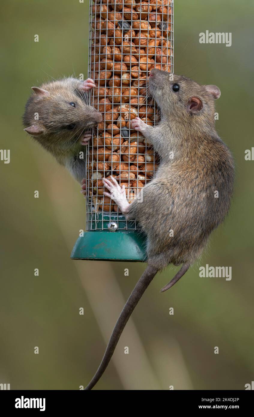 Braune Ratten, Rattus norvegicus, Fütterung am Vogelfutter Erdnussfutter im frühen Frühjahr. Stockfoto