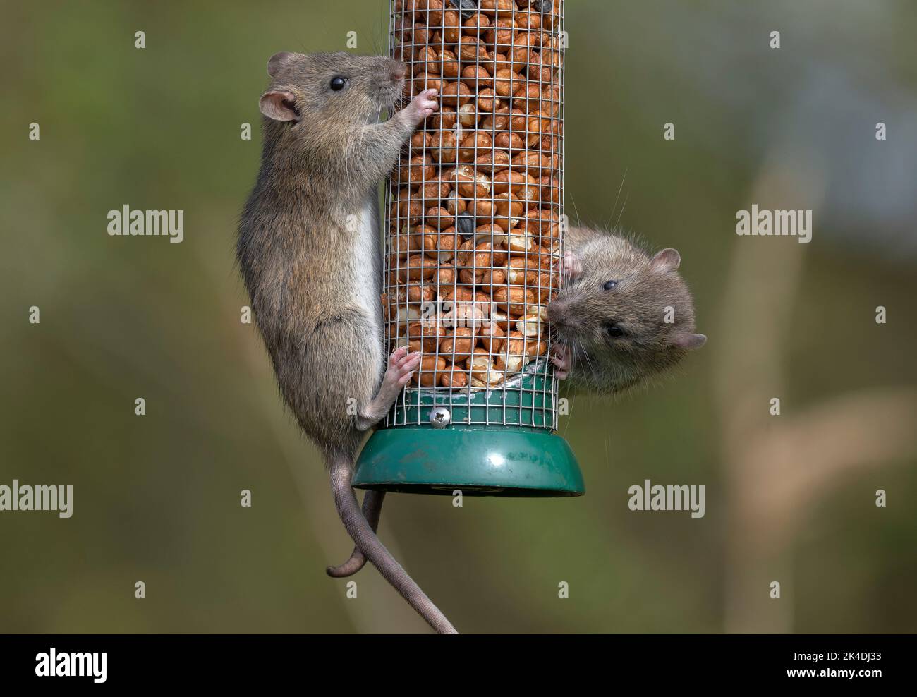 Braune Ratten, Rattus norvegicus, Fütterung am Vogelfutter Erdnussfutter im frühen Frühjahr. Stockfoto