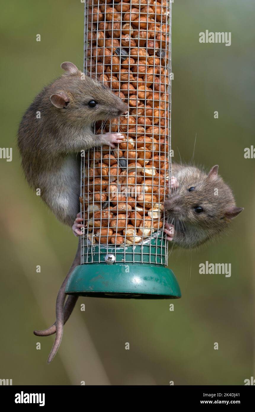 Braune Ratten, Rattus norvegicus, Fütterung am Vogelfutter Erdnussfutter im frühen Frühjahr. Stockfoto