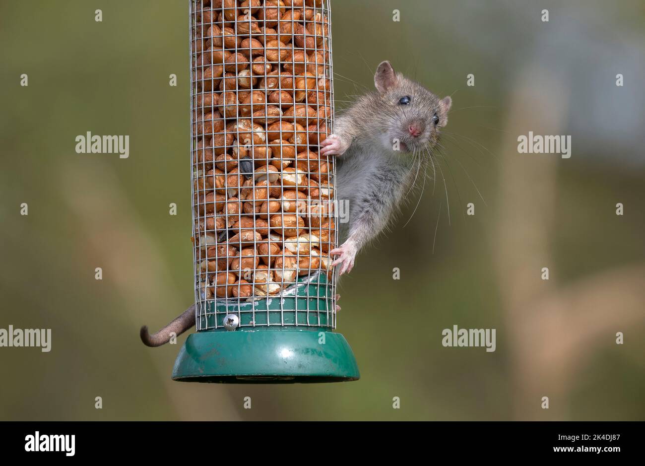 Braune Ratte, Rattus norvegicus, Fütterung am Vogelerdnussfutter im frühen Frühjahr. Stockfoto