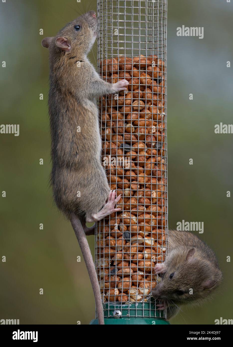 Braune Ratten, Rattus norvegicus, Fütterung am Vogelfutter Erdnussfutter im frühen Frühjahr. Stockfoto