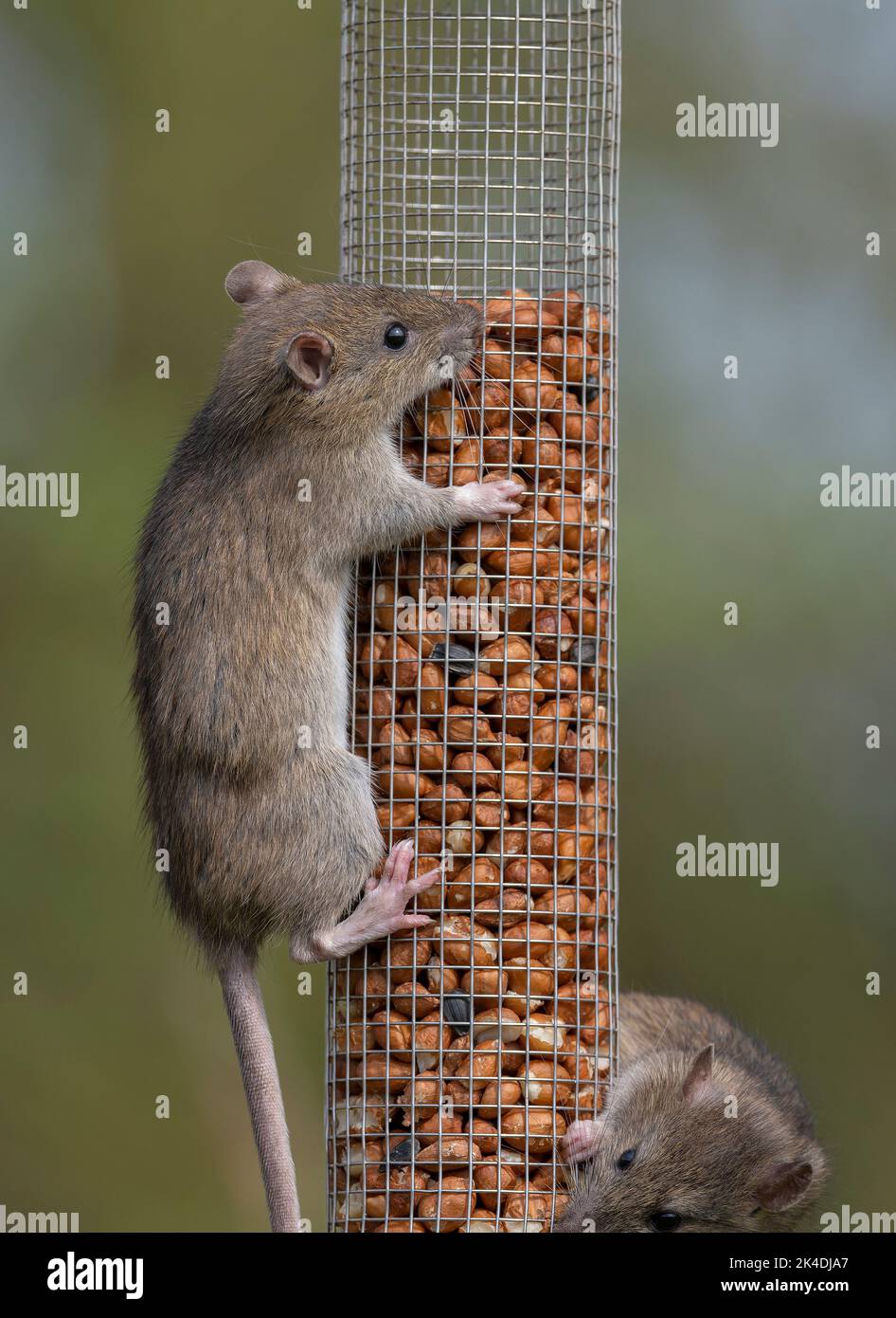 Braune Ratten, Rattus norvegicus, Fütterung am Vogelfutter Erdnussfutter im frühen Frühjahr. Stockfoto