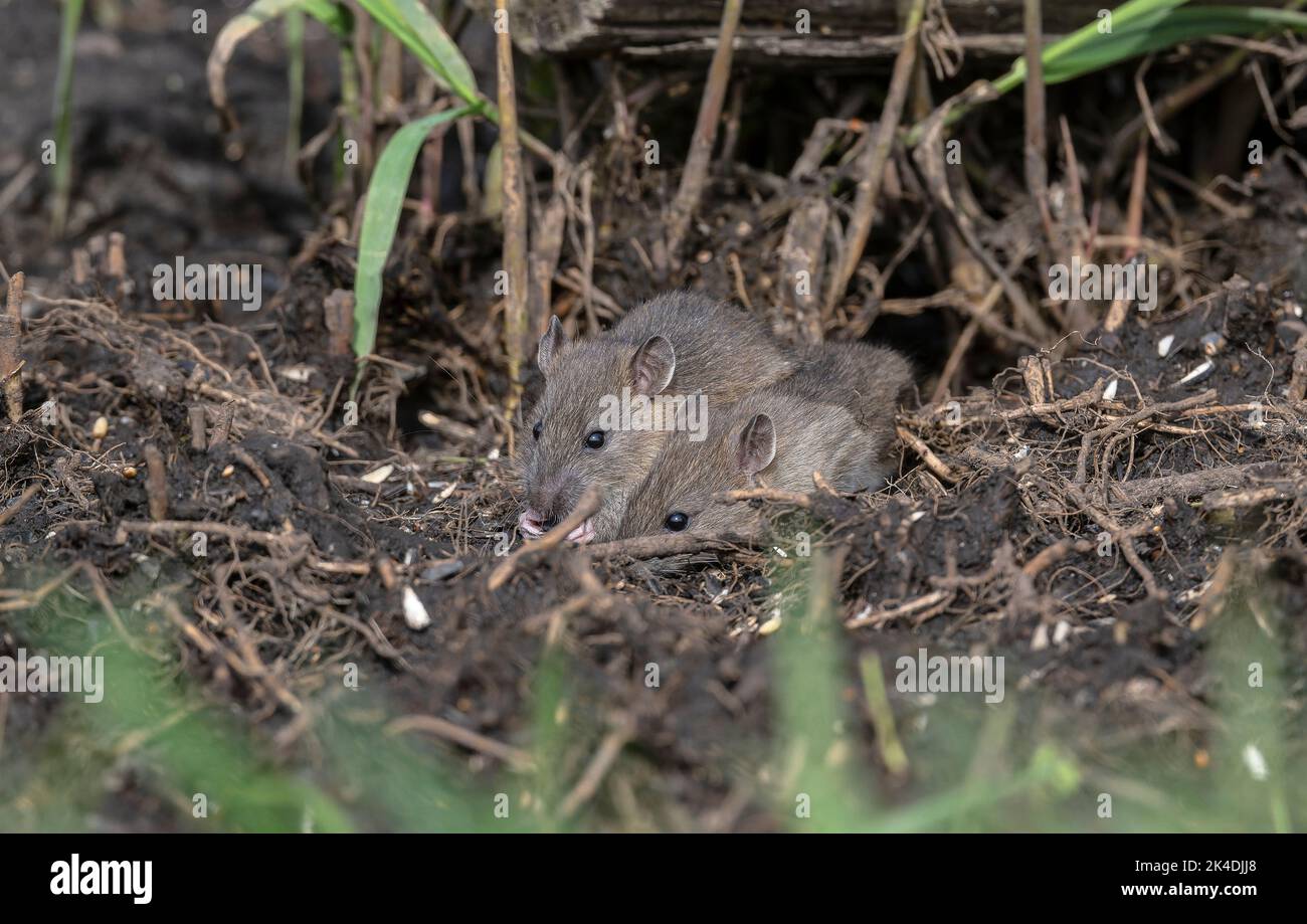 Junge braune Ratten, Rattus norvegicus, füttern am Maul ihres Baus. Stockfoto