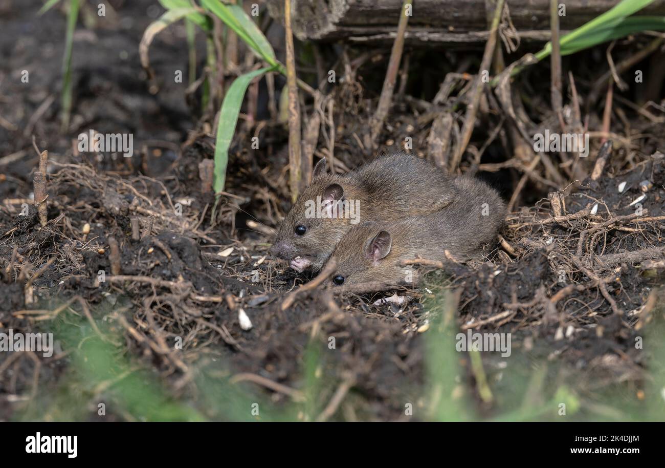 Junge braune Ratten, Rattus norvegicus, füttern am Maul ihres Baus. Stockfoto