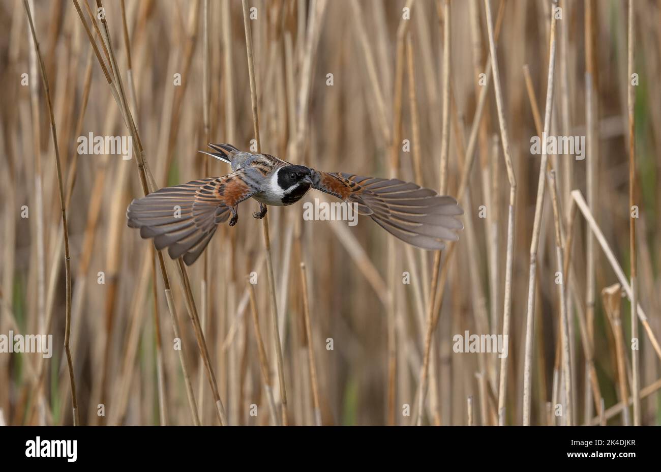 Rüden-Schilfbunker, Emberiza schoeniclus, im Flug; Frühling. Stockfoto