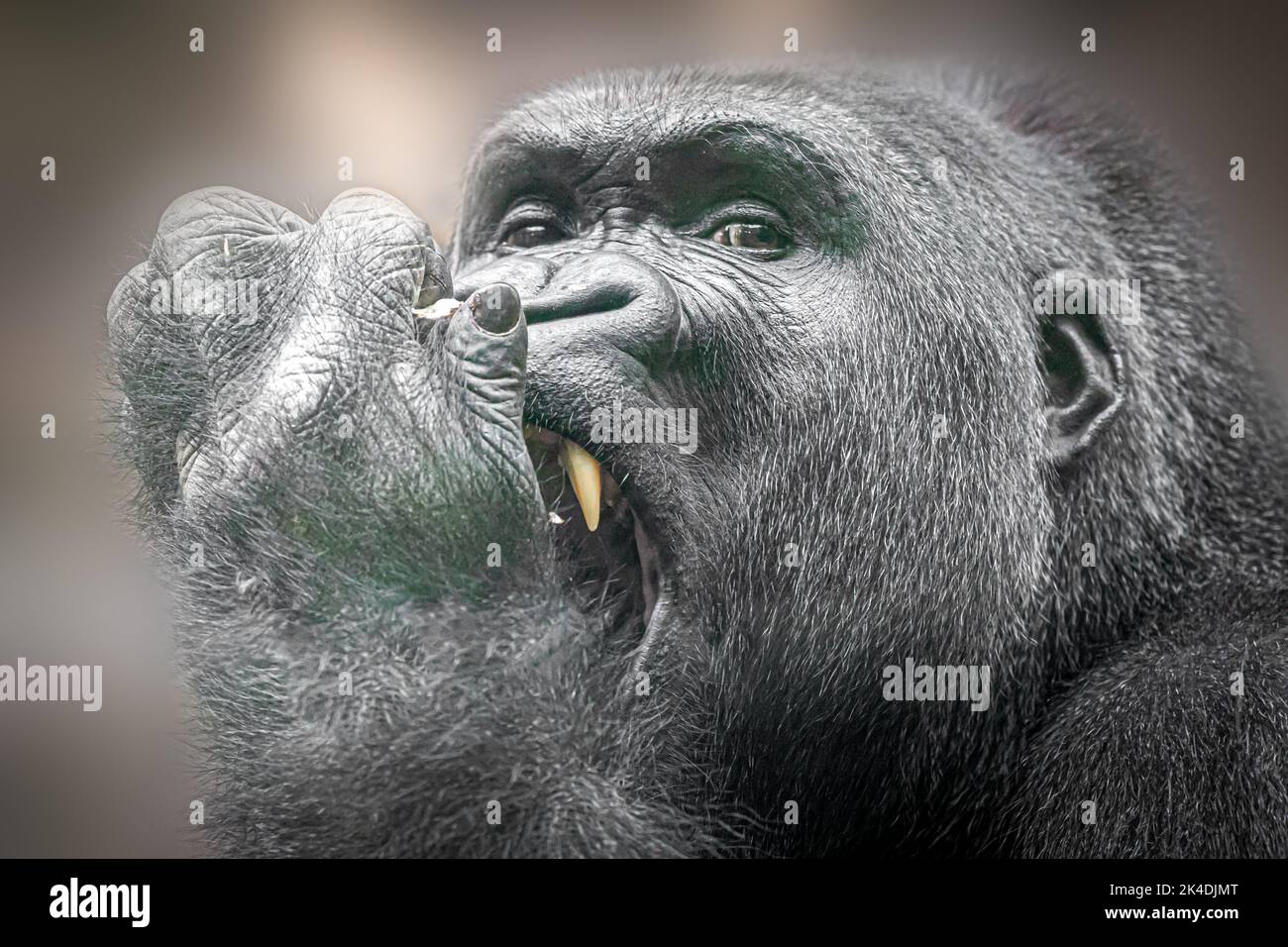 Horizontales Porträt eines männlichen Gorillas, der auf seinen Finger beißt Stockfoto