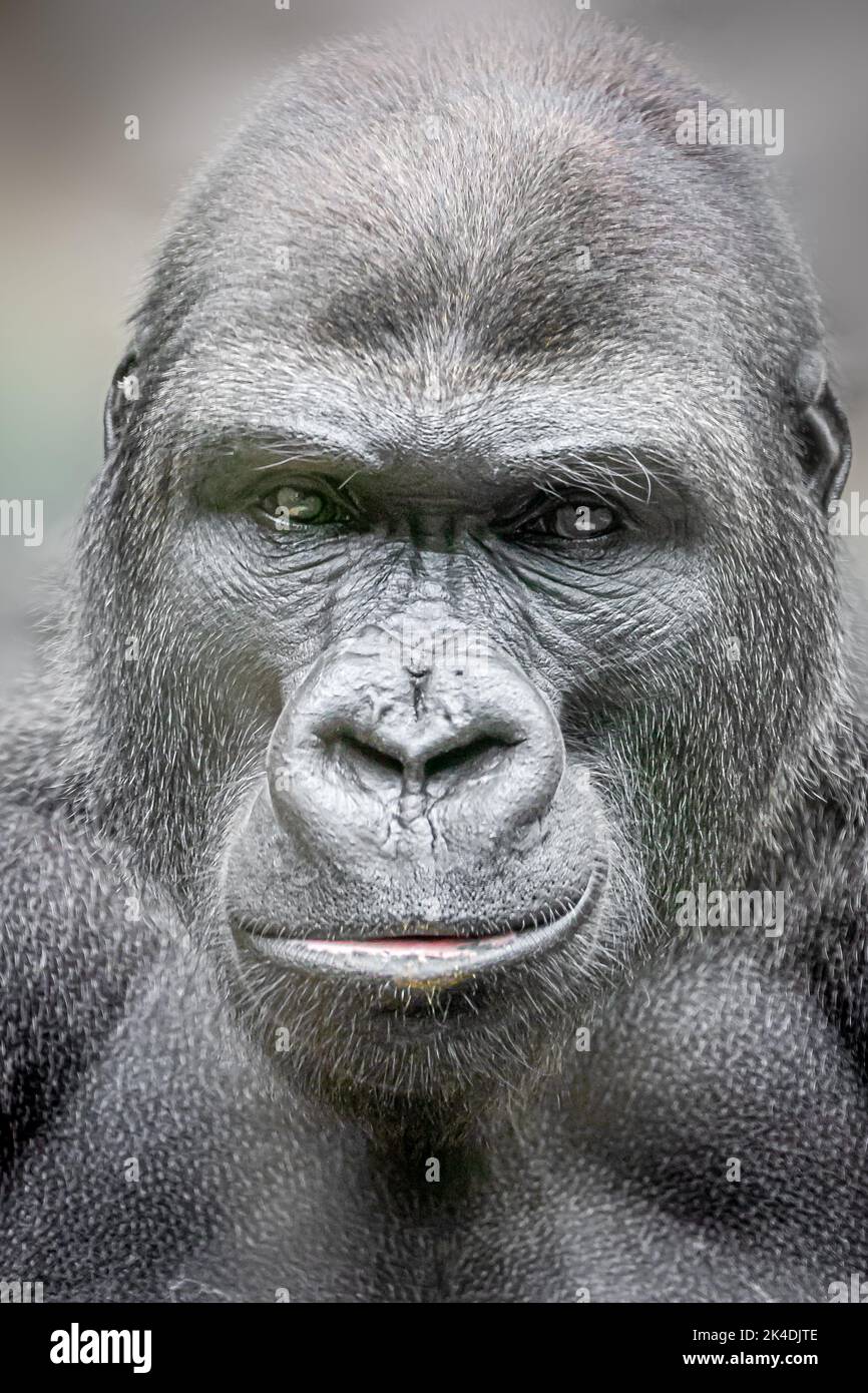 Vertikales Porträt eines großen männlichen Gorillas Stockfoto