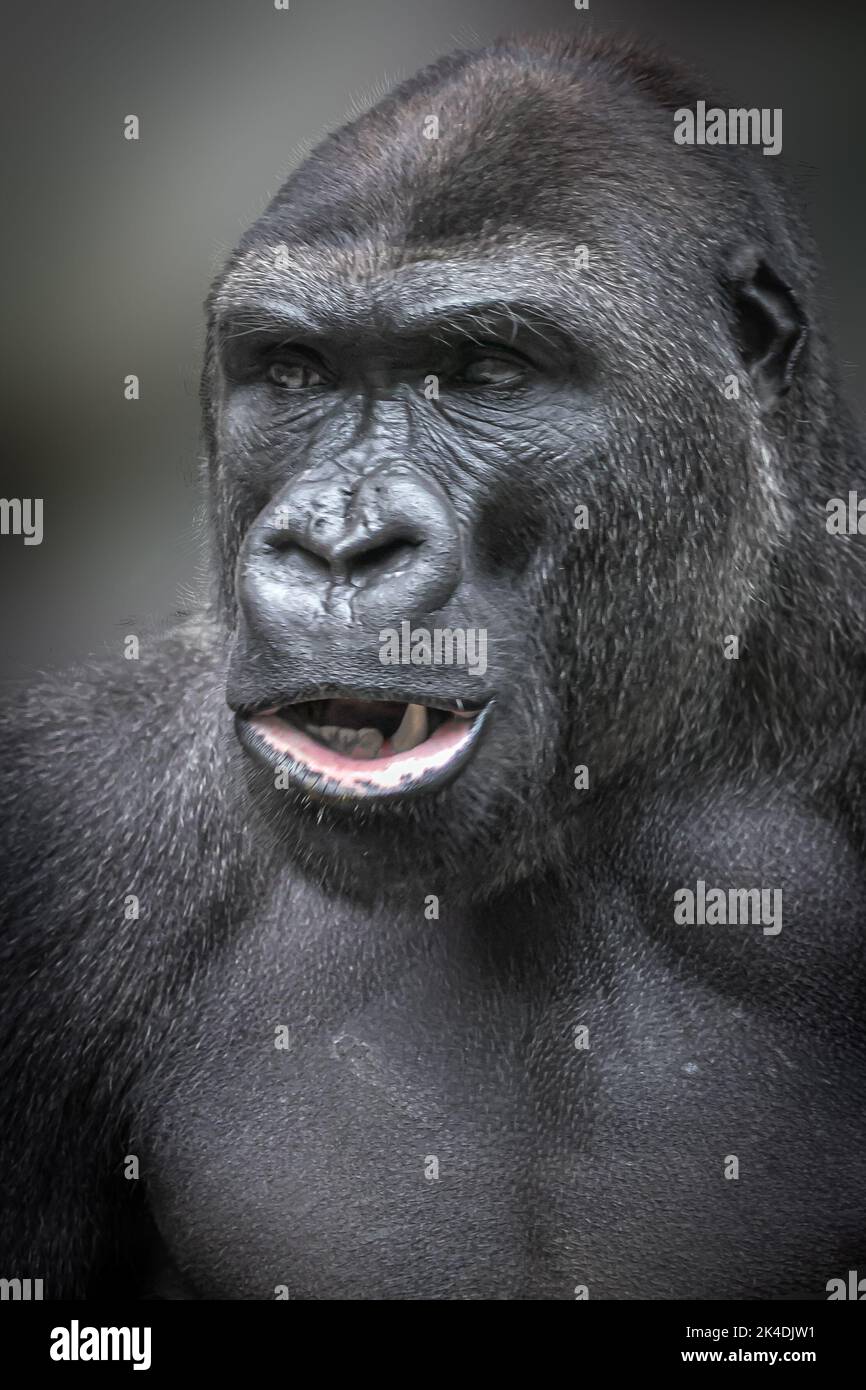 Vertikales Porträt eines grossen männlichen Gorillaopen Stockfoto