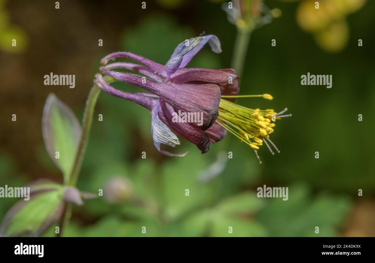 Grün-blühende Säulenblume, Aquilegia viridiflora, blühend, China. Stockfoto