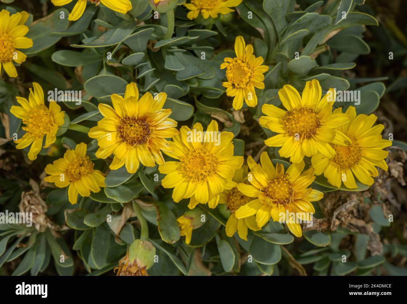 Barbary Ragweed, Hertia cheirifolia, blühende, Nordafrika, Stockfoto