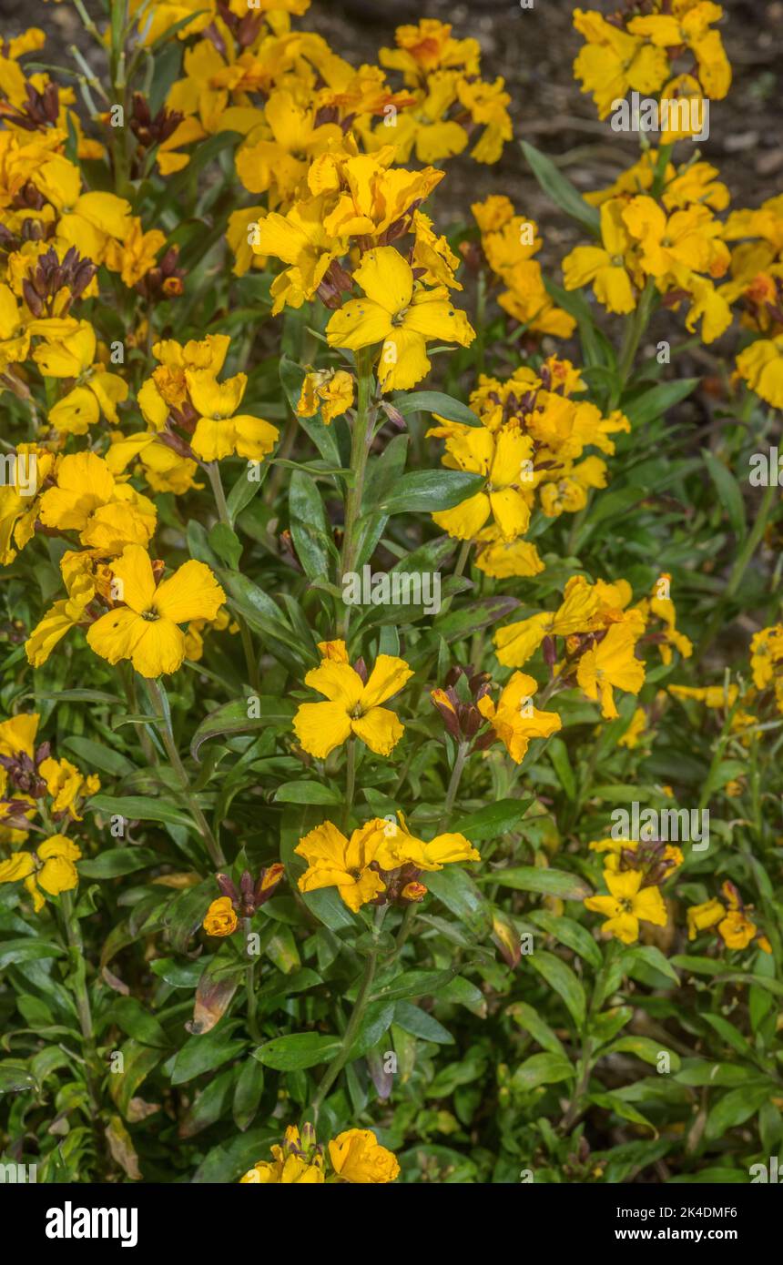 Wandblume, Erysimum cheiri, blühend. Weit kultiviert und eingebürgert. Griechenland. Stockfoto