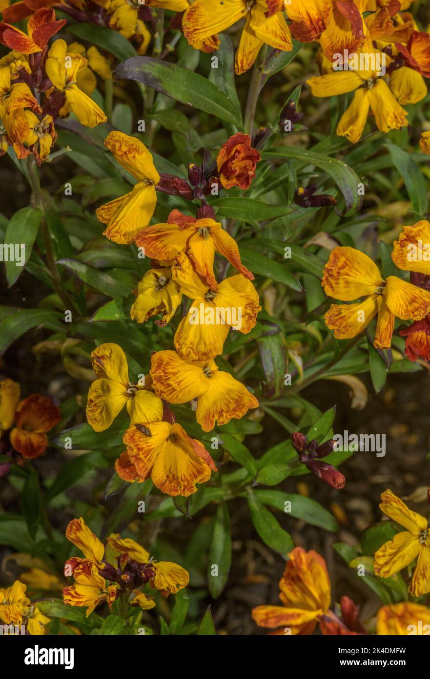 Wandblume, Erysimum cheiri, blühend. Weit kultiviert und eingebürgert. Griechenland. Stockfoto