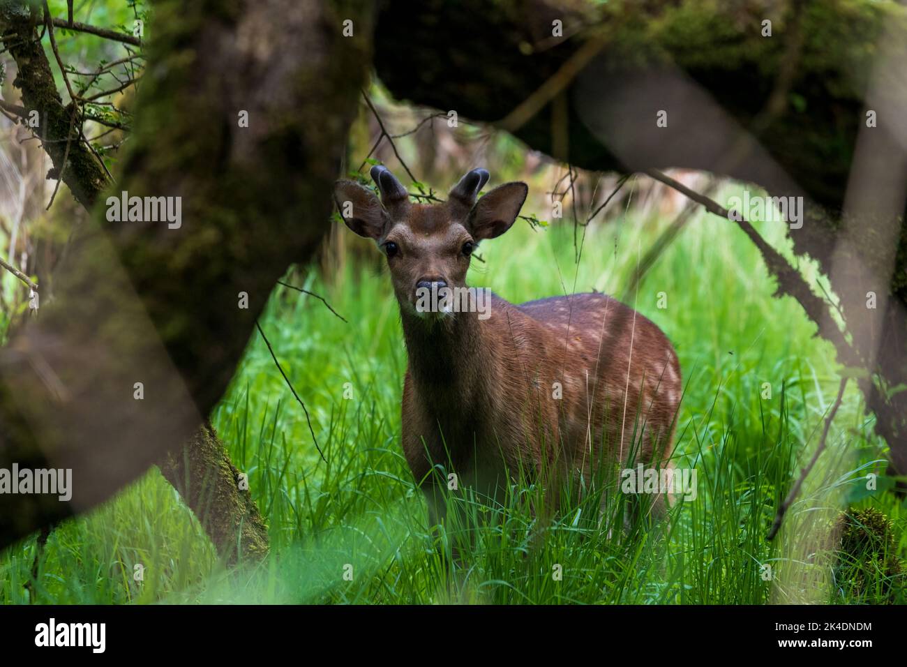 Frei wandernden Sika-Buck (Cervus nippon), der auf einem sonnigen Fleck in einem dunklen Wald am Lough Leane in der Nähe von Ross Castle Killarney steht Stockfoto