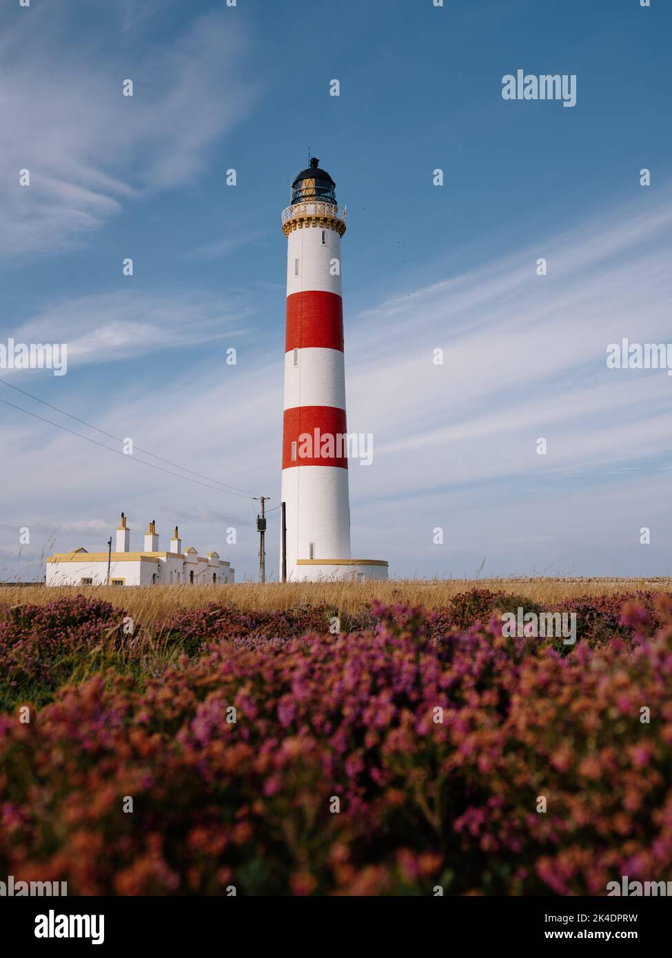 Tarbat Ness Leuchtturm in einem Meer von Sommer lila Heidekraut, Tarbat Ness, Tain & Easter Ross, Cromartyshire, Schottland Großbritannien Stockfoto