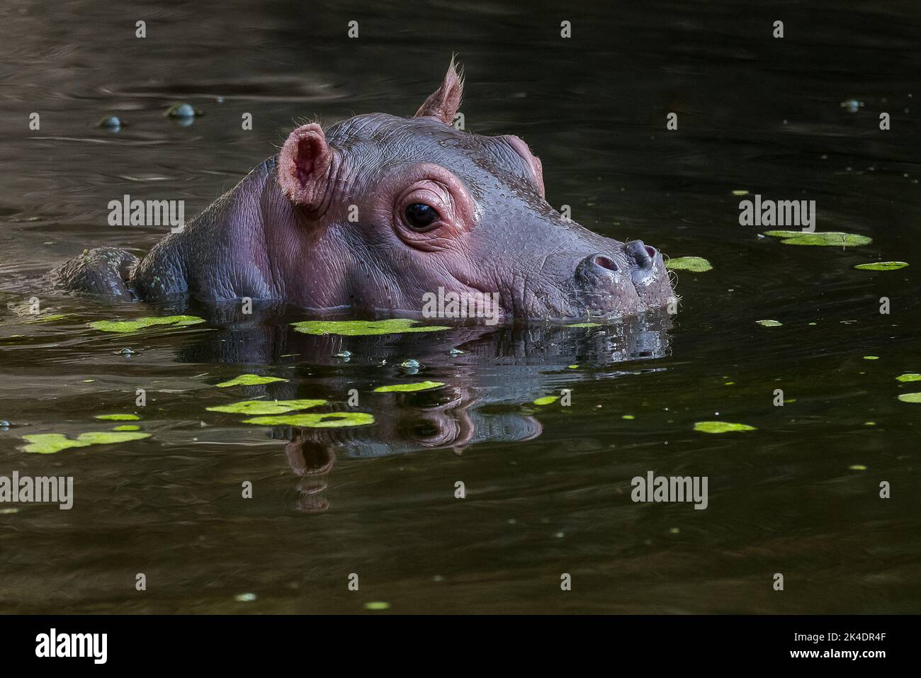 Baby Nilpferd im Wasser Stockfoto