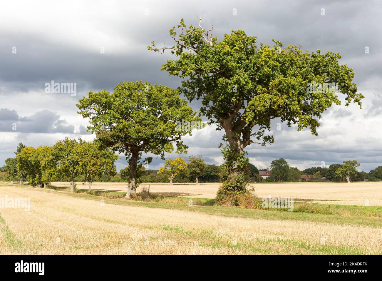 Eichen in der Linie der Feldgrenze, in der Nähe von Pettistree Farm, Sutton, Suffolk, England, VEREINIGTES KÖNIGREICH Stockfoto