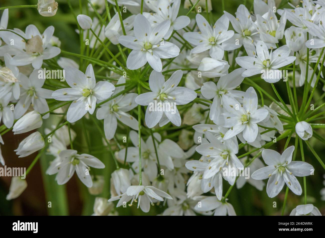 Neapolitanischer Knoblauch, Allium neapolitanum in Blüte, mediterrane Region. Stockfoto